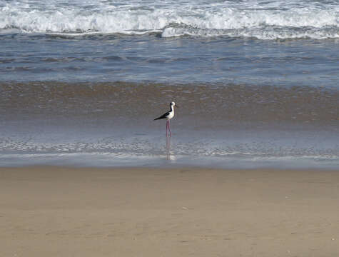 Image of White-backed Stilt