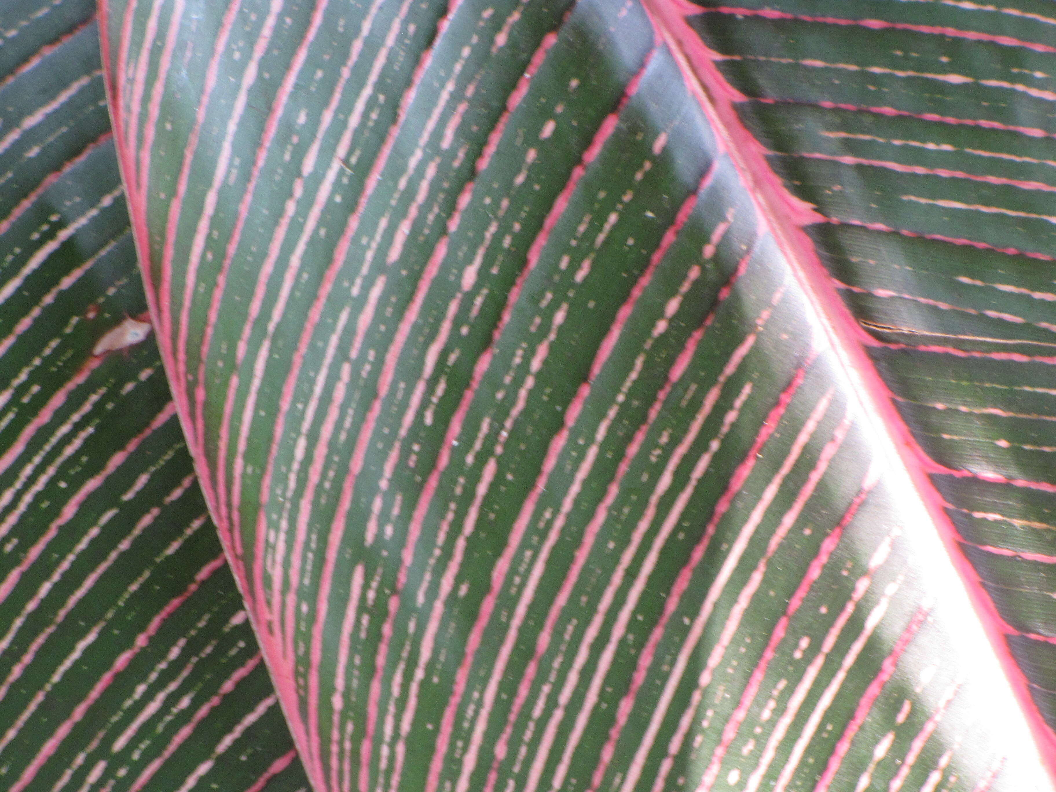 Image of Heliconia indica Lam.