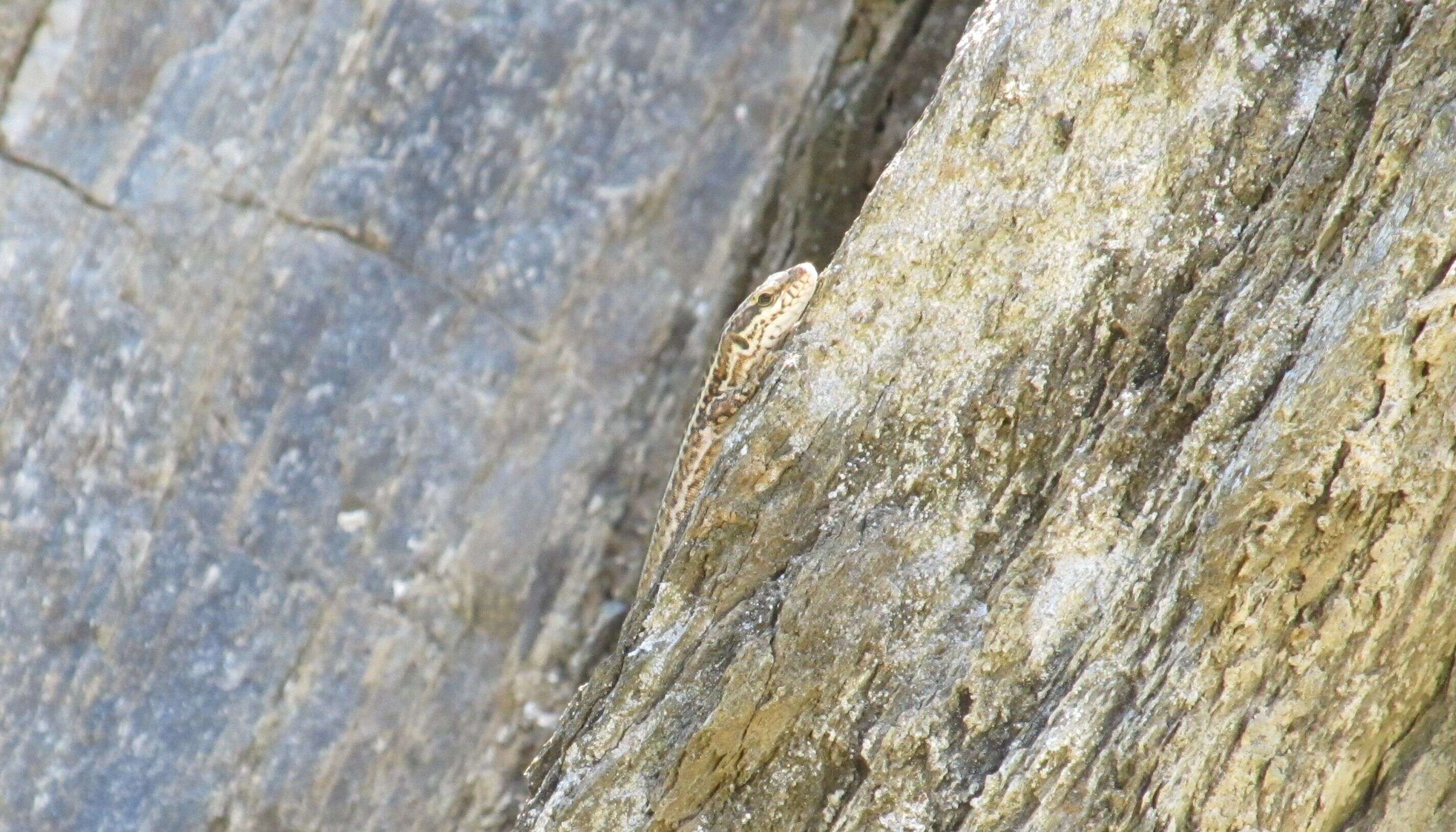 Image of Erhard's Wall Lizard