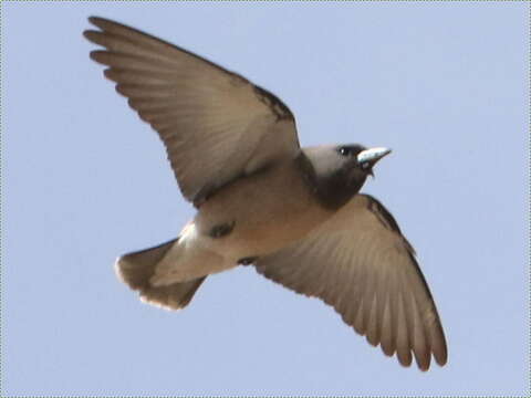 Image of Ashy Wood Swallow