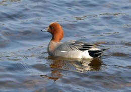 Image of Eurasian Wigeon