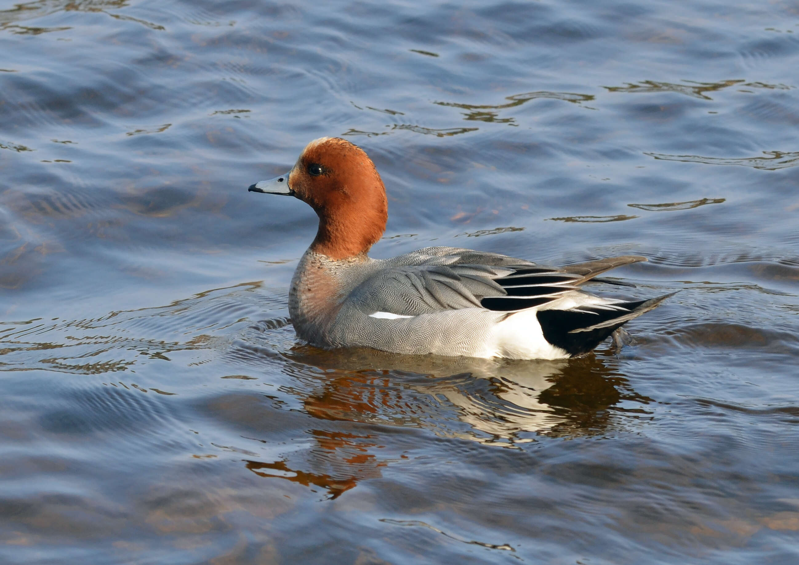 Image of Eurasian Wigeon