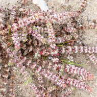 Image of Coral-necklace