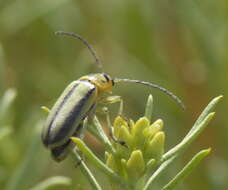 Imagem de Trirhabda nitidicollis J. L. Le Conte 1865