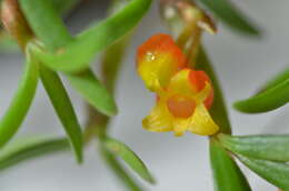 Image of Mediocalcar pygmaeum Schltr.