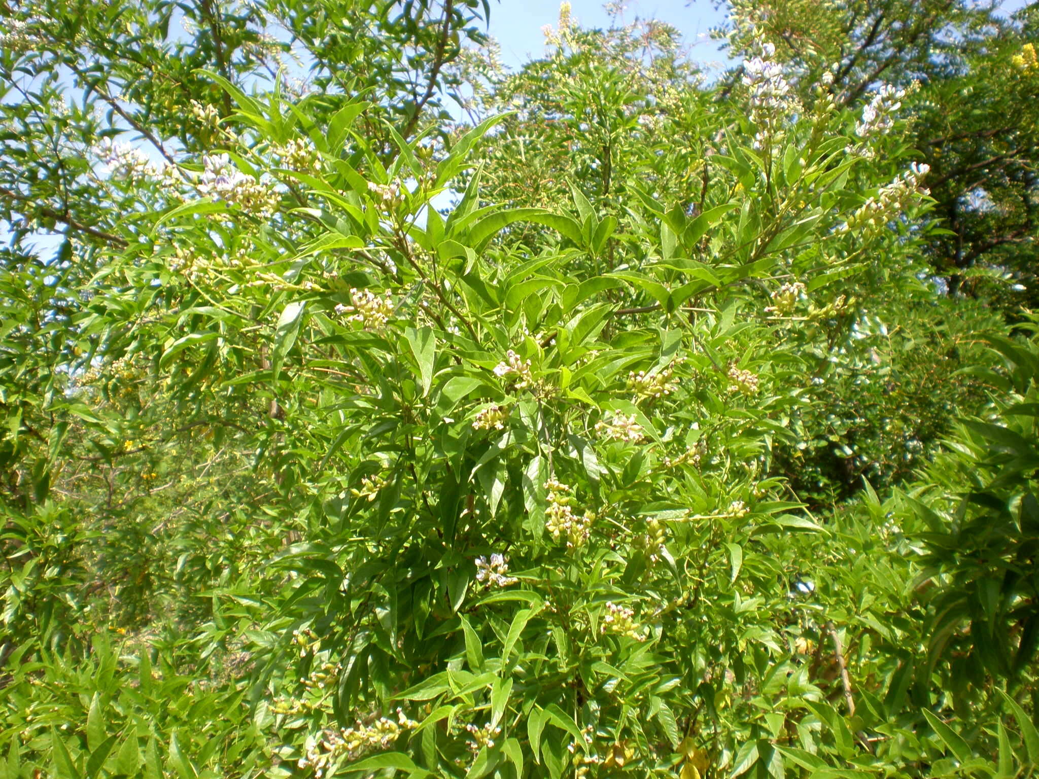 Plancia ëd Psoralea glandulosa L.