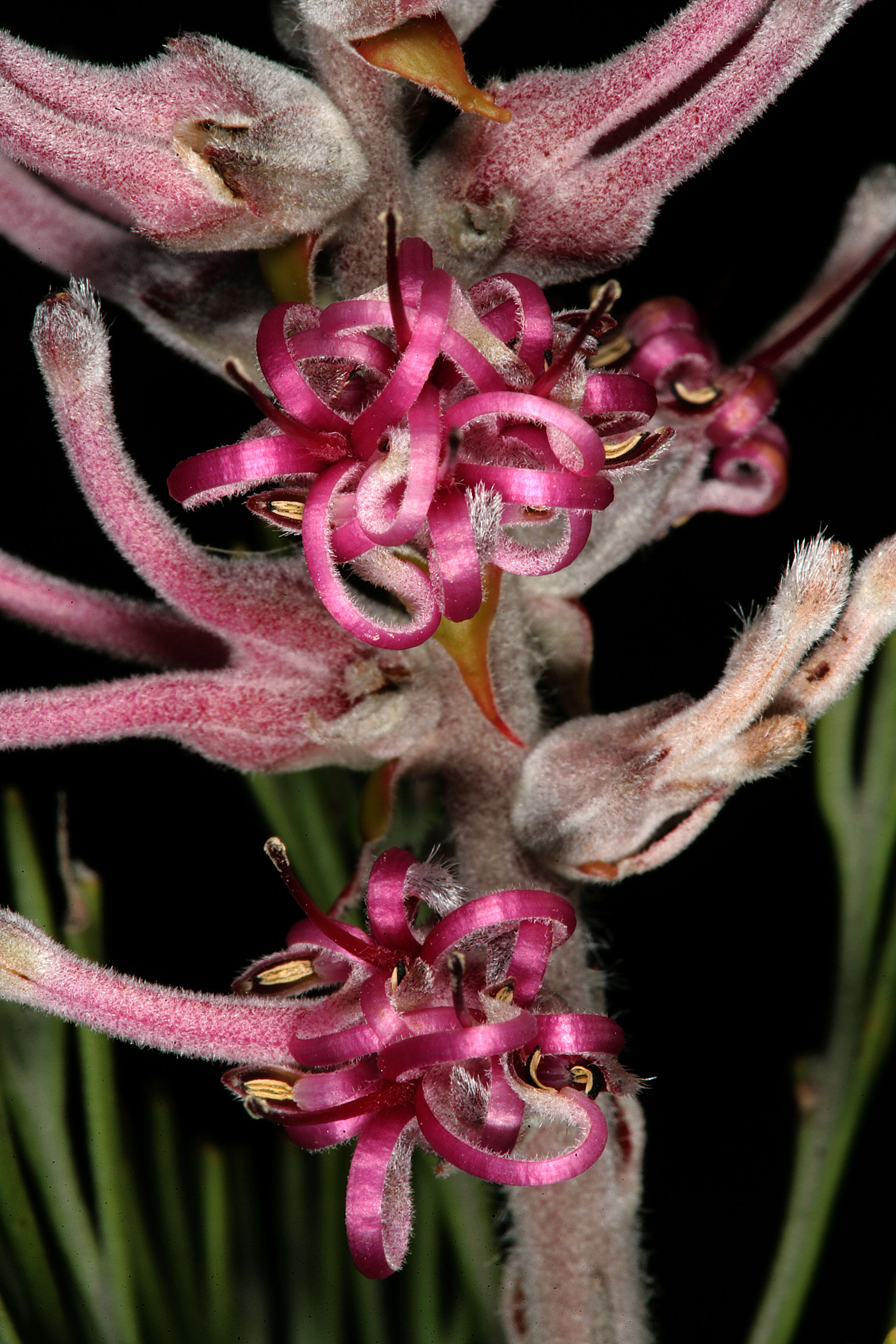 Image of Tree sceptre