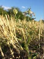 Nigella arvensis L. resmi