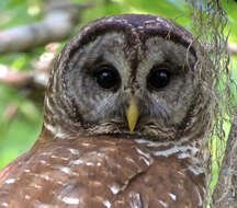 Image of Barred Owl