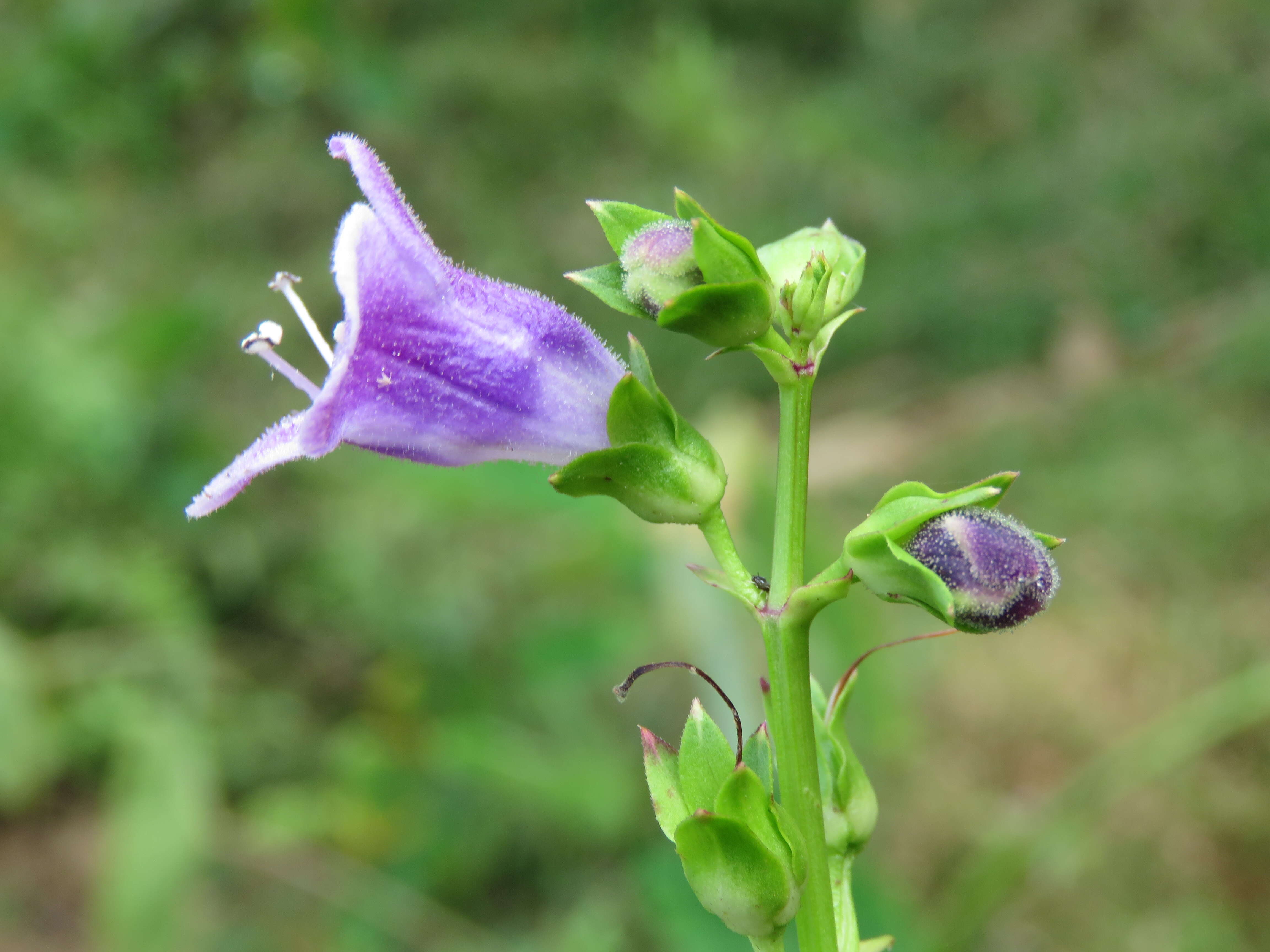 Image of Artanema longifolium (L.) Vatke