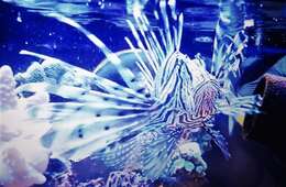 Image of Common lionfish