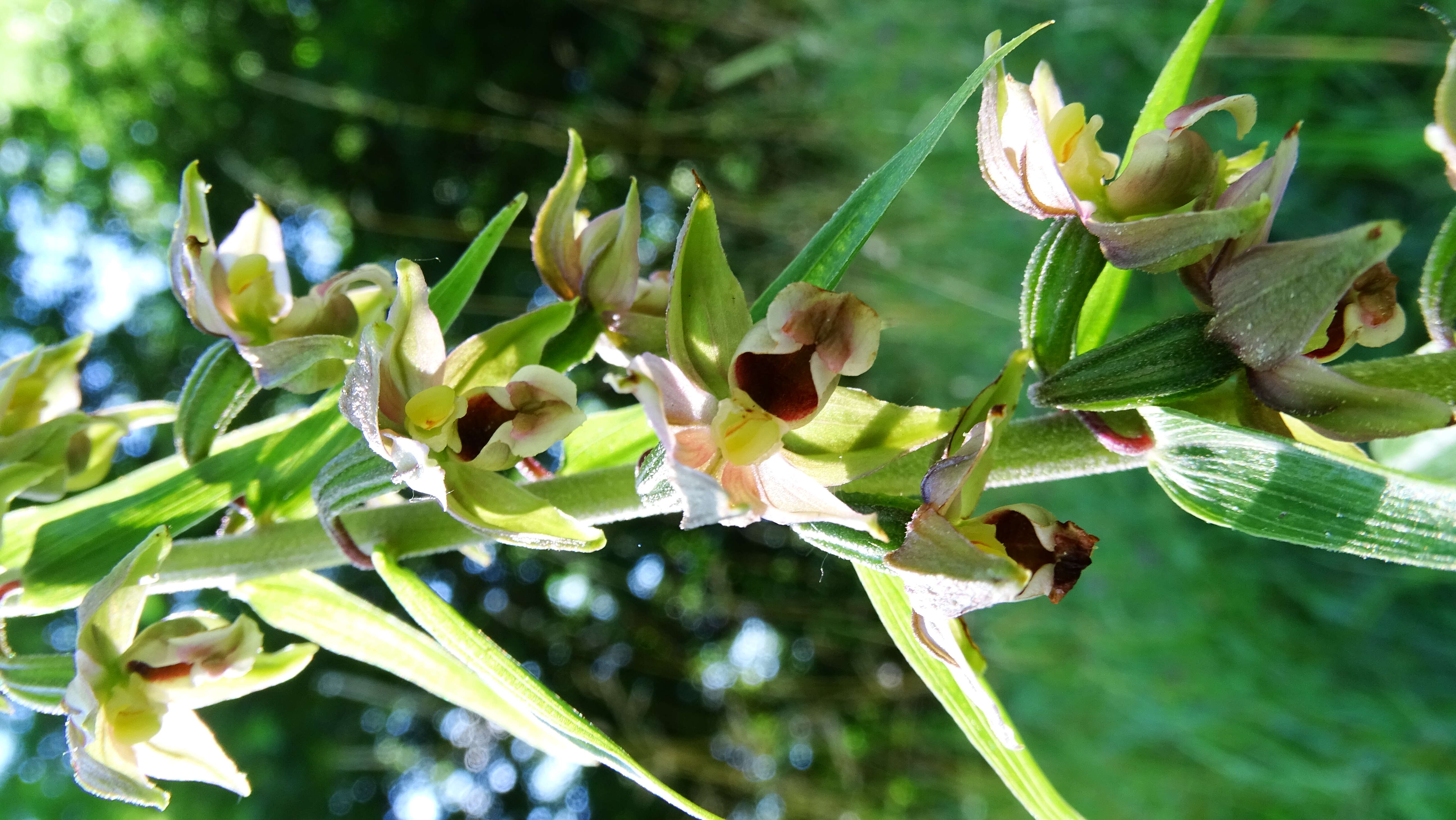 Imagem de Epipactis helleborine (L.) Crantz