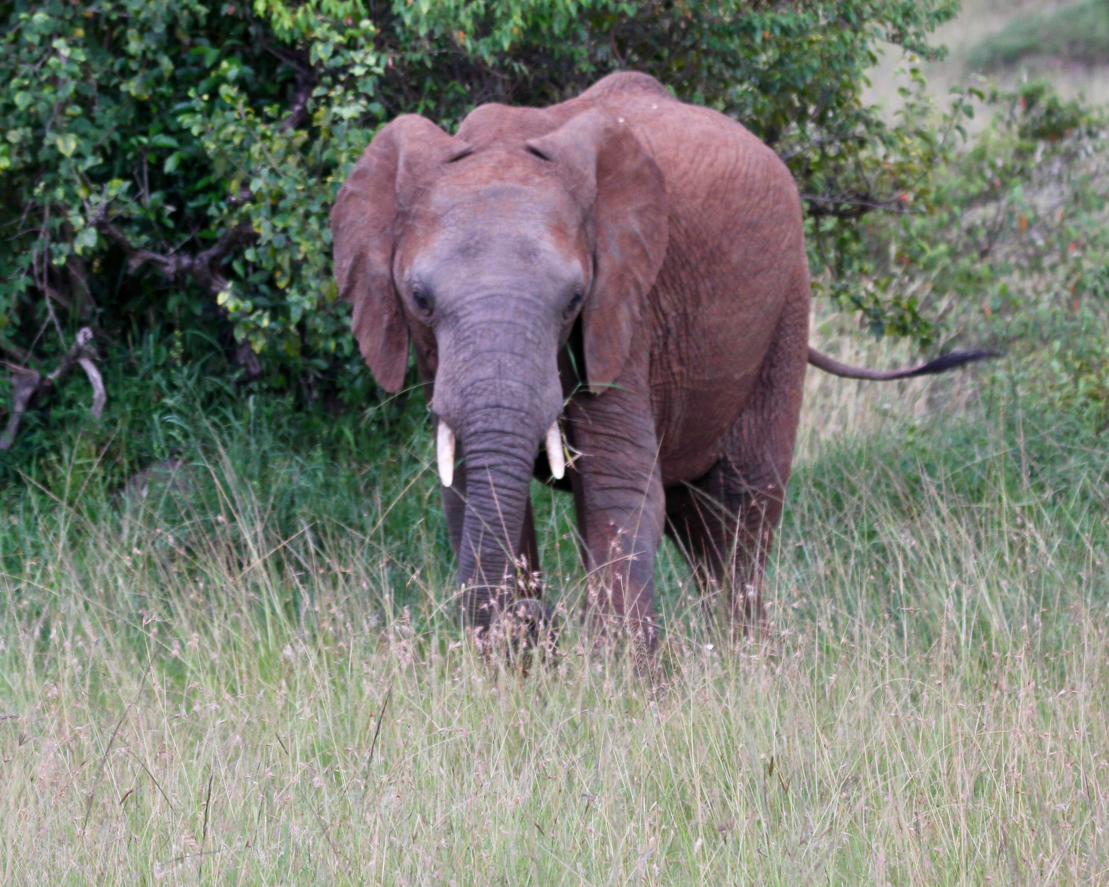 Image of African elephant