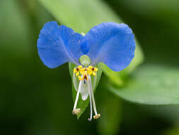 Image of Asiatic dayflower