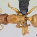 Imagem de Centromyrmex ereptor