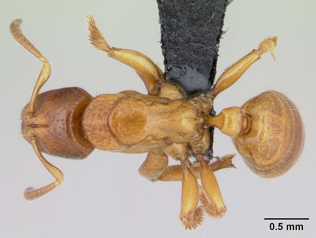 Image of Centromyrmex ereptor