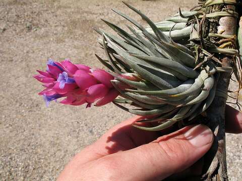 Слика од Tillandsia carminea W. Till