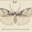 Image of Proteodes melographa Meyrick 1927