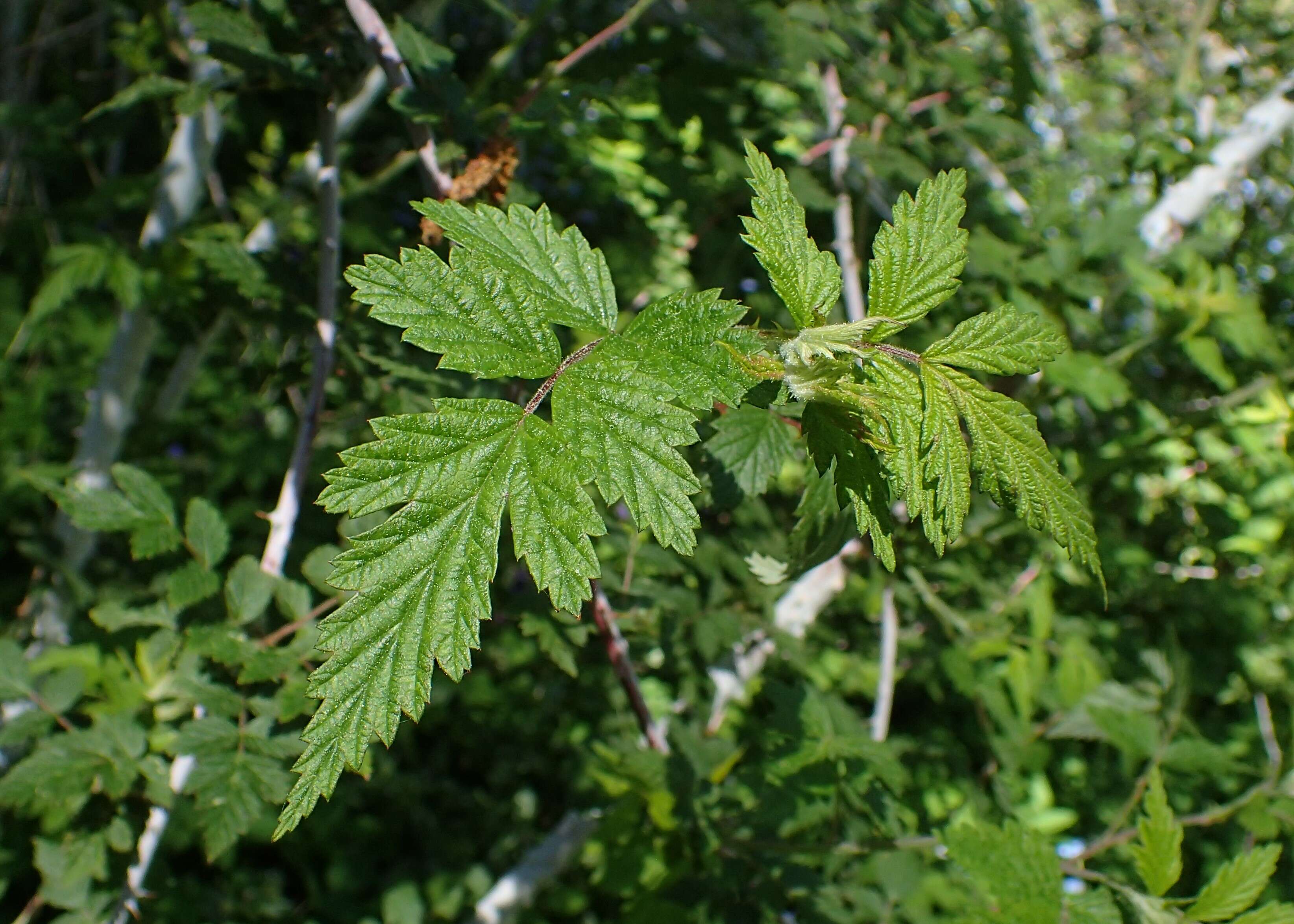 Image de Rubus cockburnianus Hemsl.