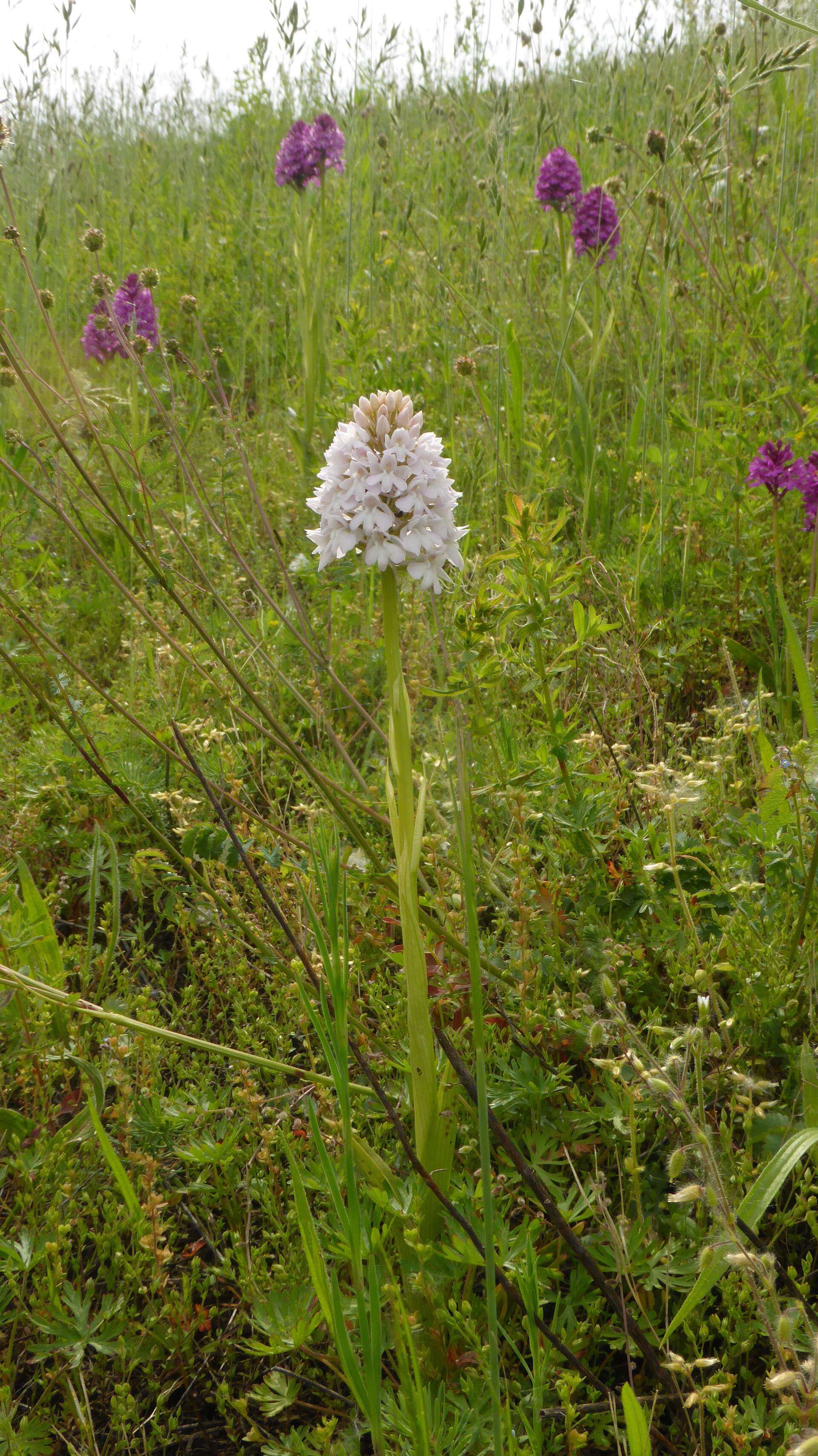 صورة Anacamptis pyramidalis (L.) Rich.