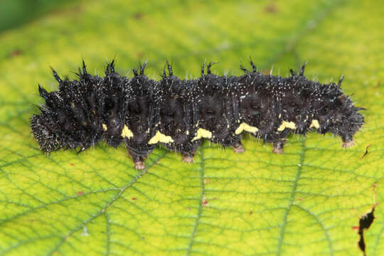 Image of Red Admiral