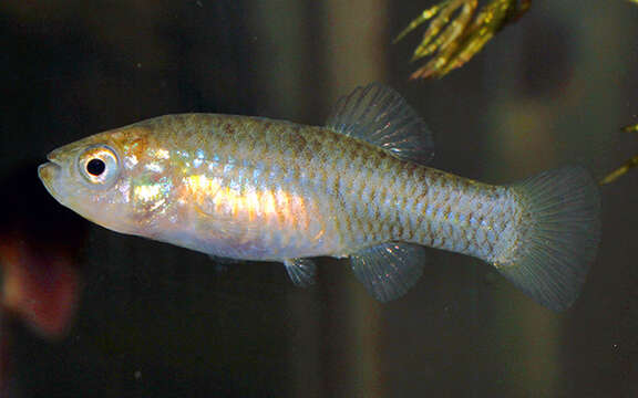 Image of Cuatrocienegas Killifish