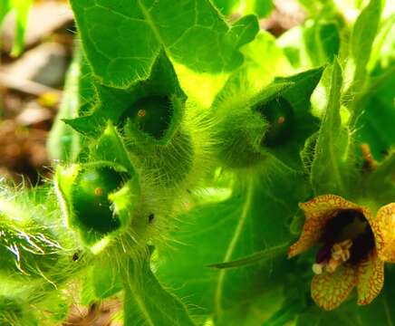 Image of black henbane