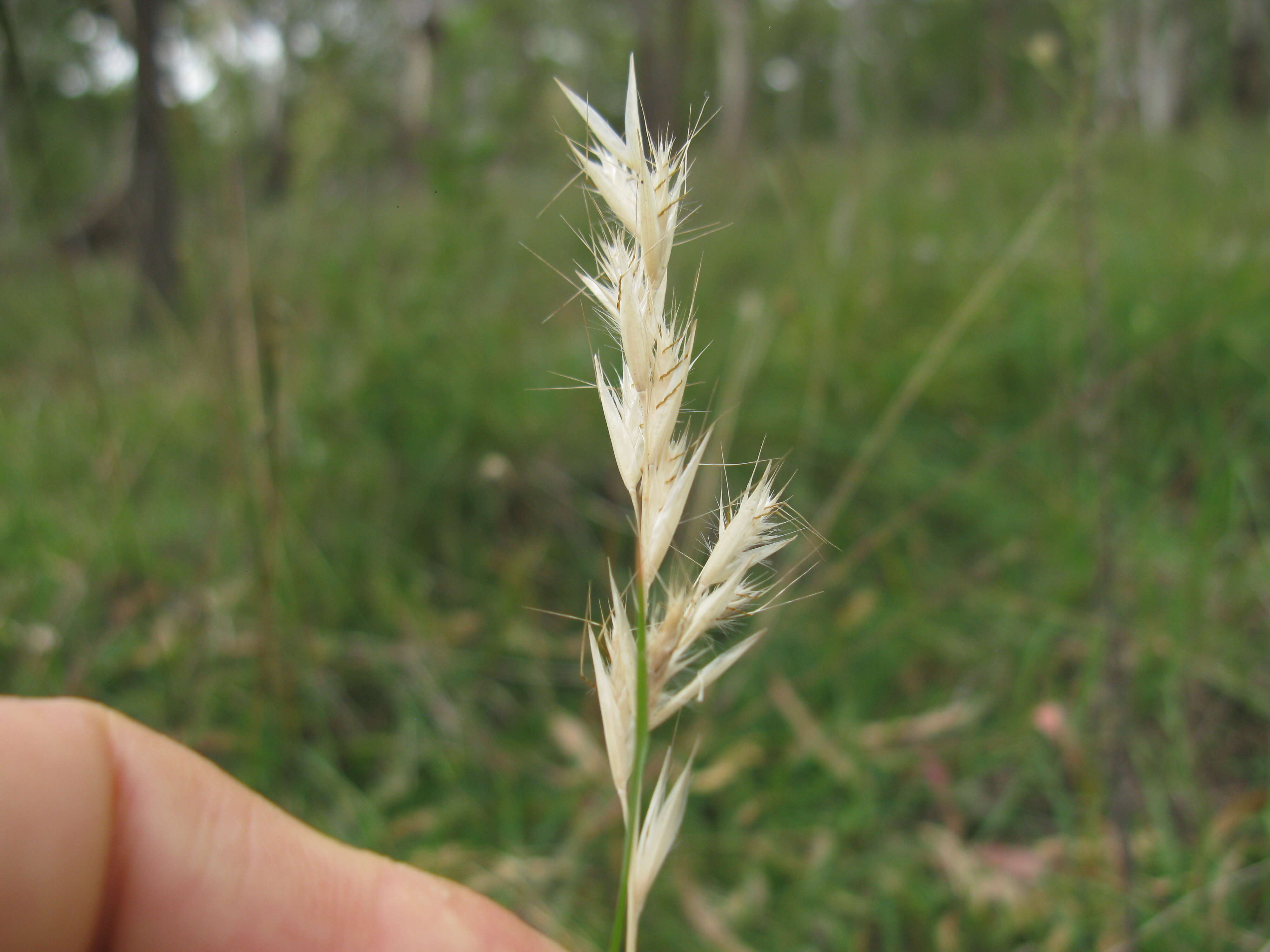 Plancia ëd Rytidosperma racemosum (R. Br.) Connor & Edgar