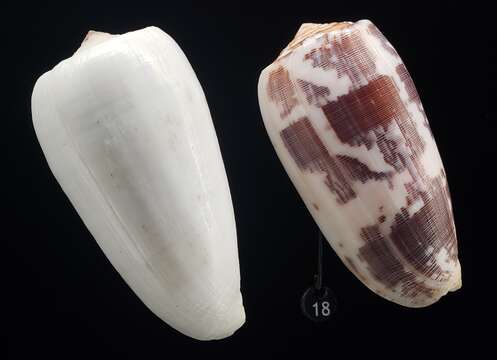 Image of Striated cone snail