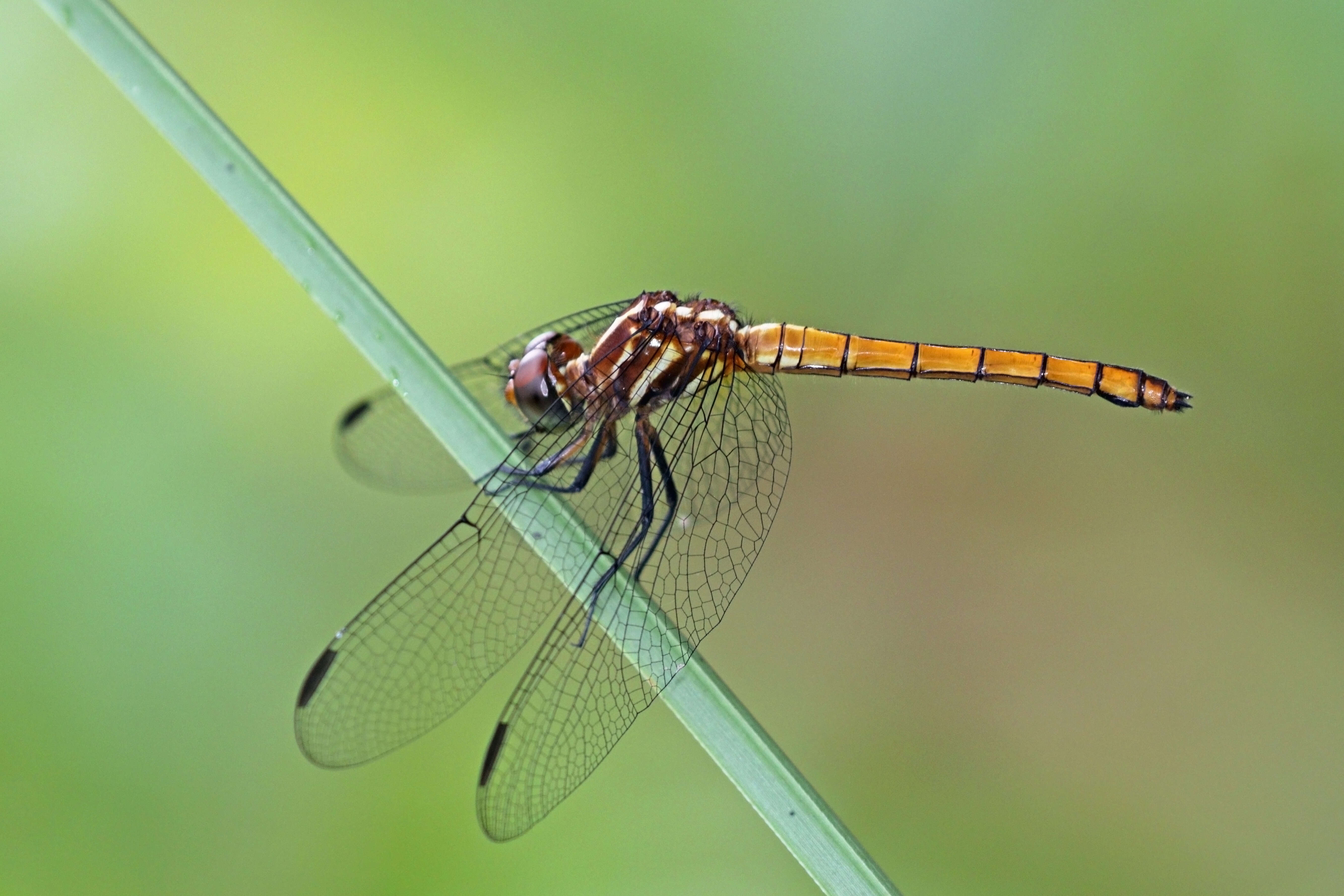 Image of Carmine Skimmer