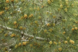 Image of Brutia Pine