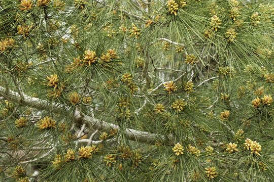 Image of Brutia Pine