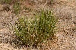 Image of wheatgrass