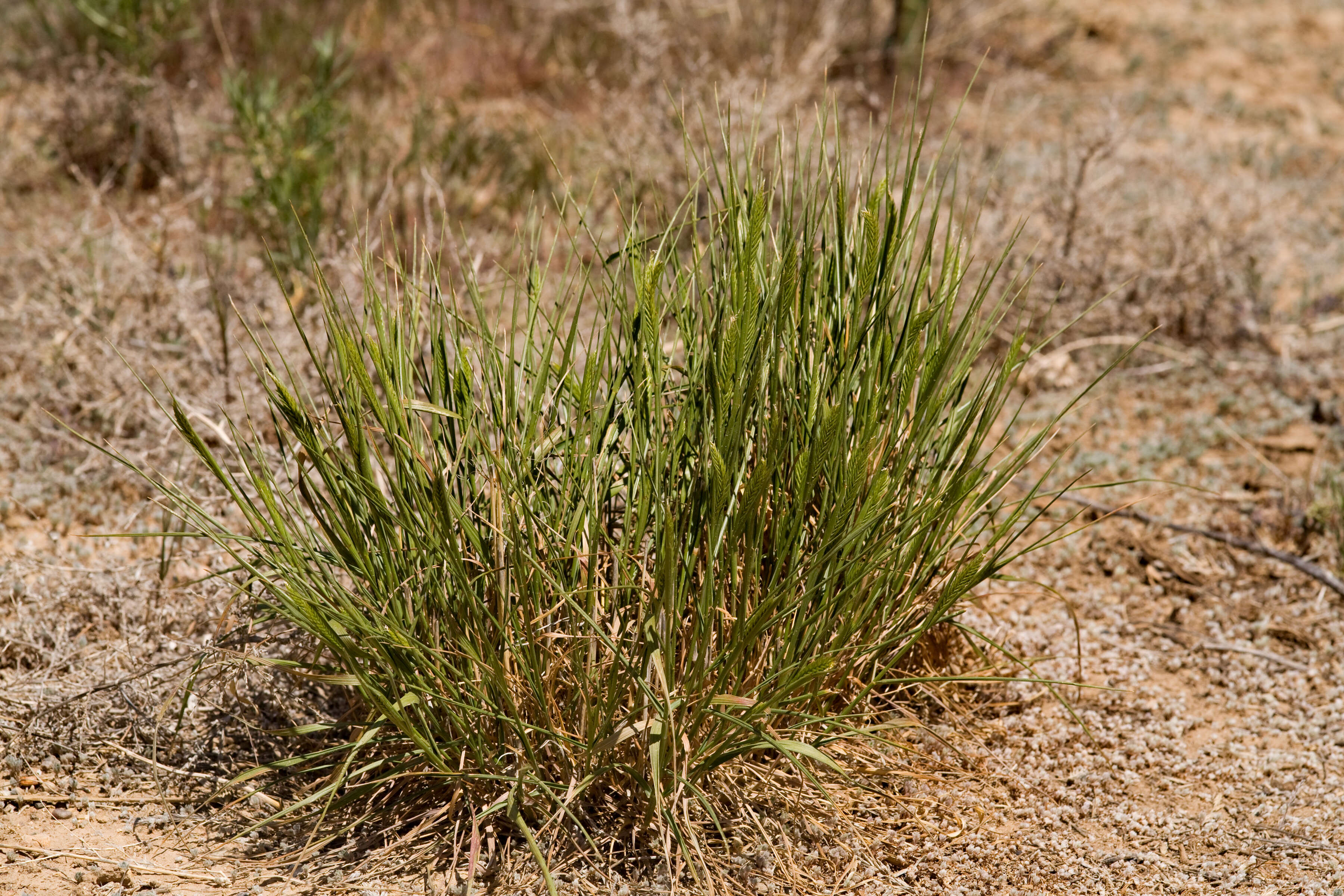 Image of wheatgrass