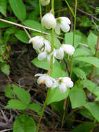 Image of waxflower shinleaf