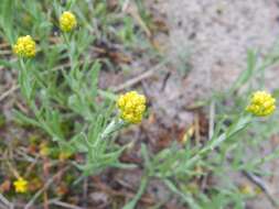 Image of strawflower