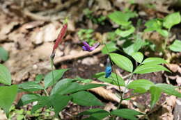 Image of spring pea