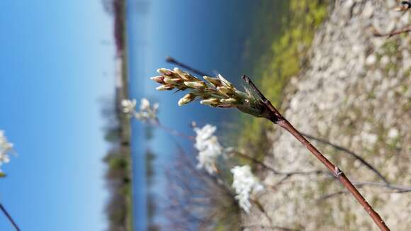 Image of Allegheny Serviceberry