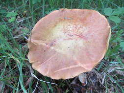 Imagem de Boletus reticulatus Schaeff. 1774