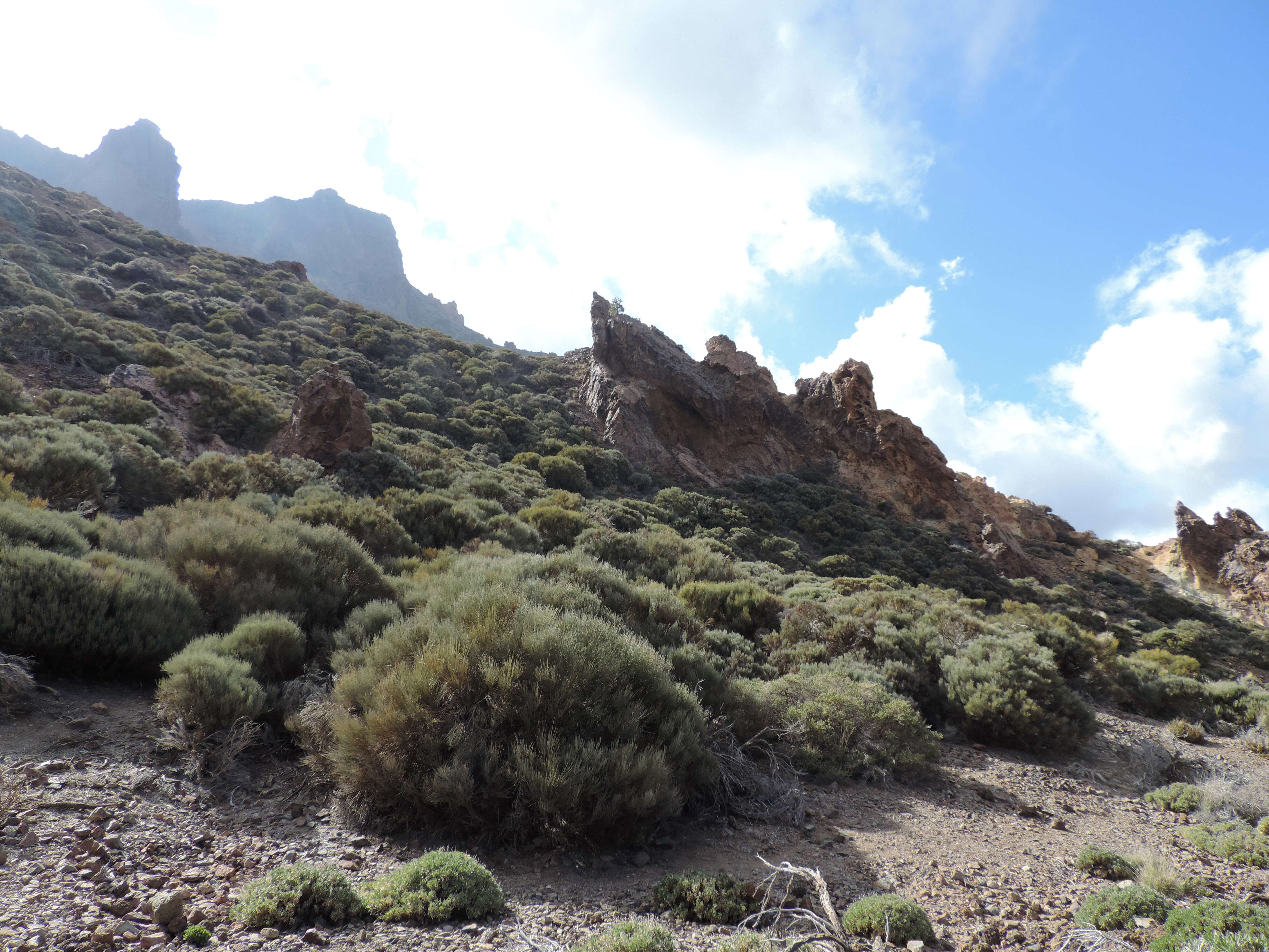 Image of Tiede White Broom