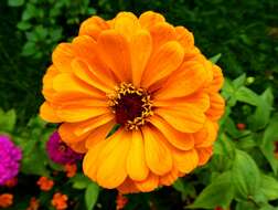 Image of ELEGANT ZINNIA