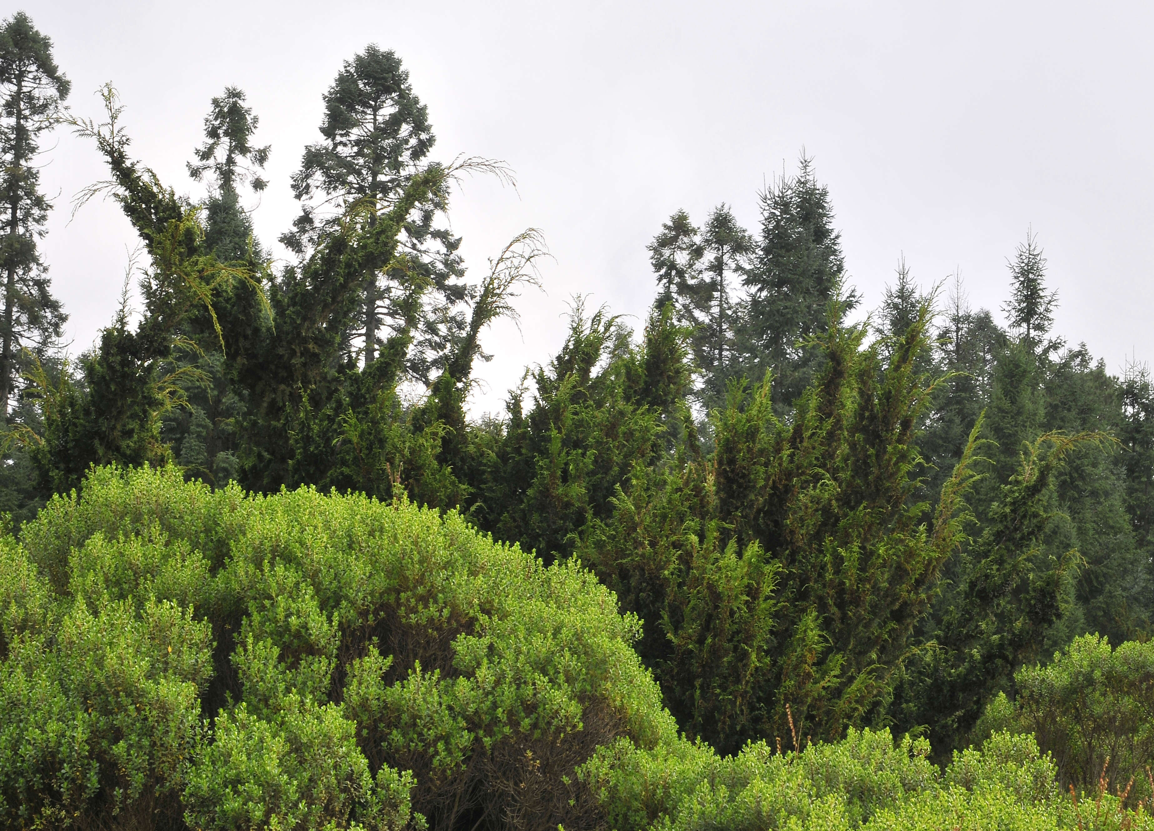 Image de Juniperus monticola Martínez