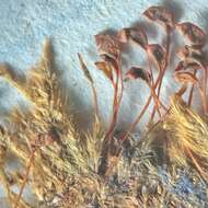 Image of silvergreen bryum moss