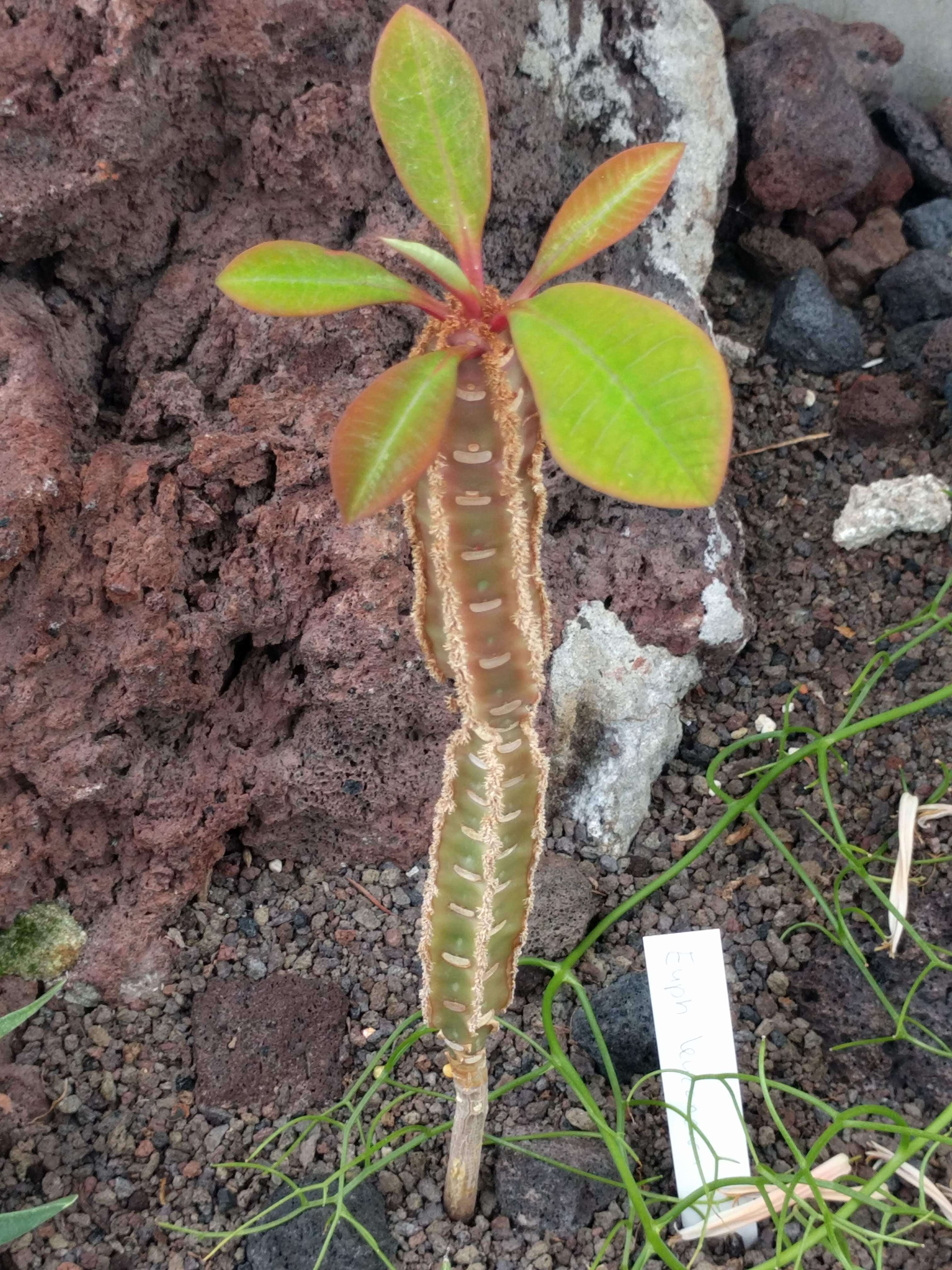 Euphorbia leuconeura Boiss. resmi