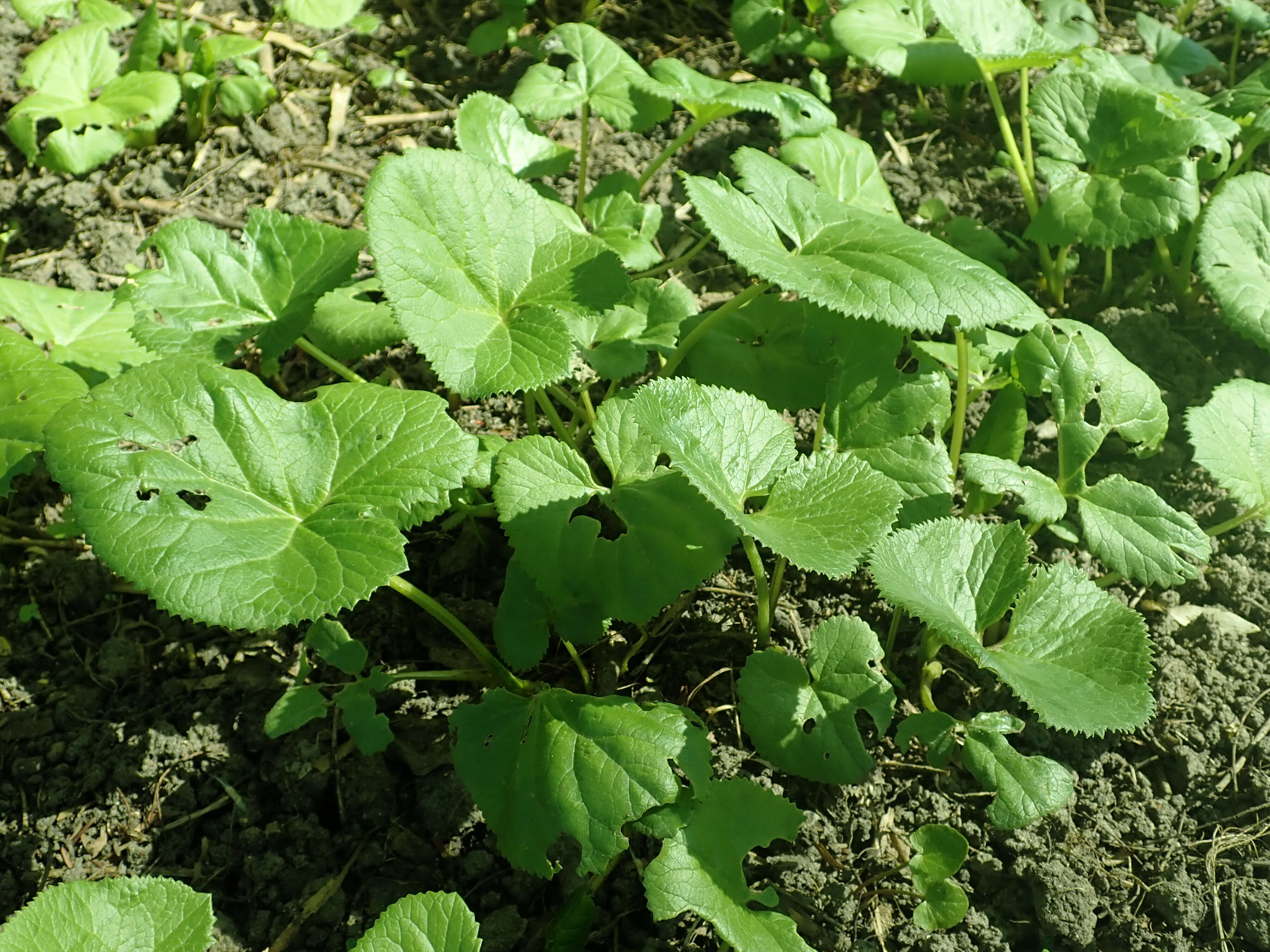 Image of Ligularia fischeri (Ledeb.) Turcz.