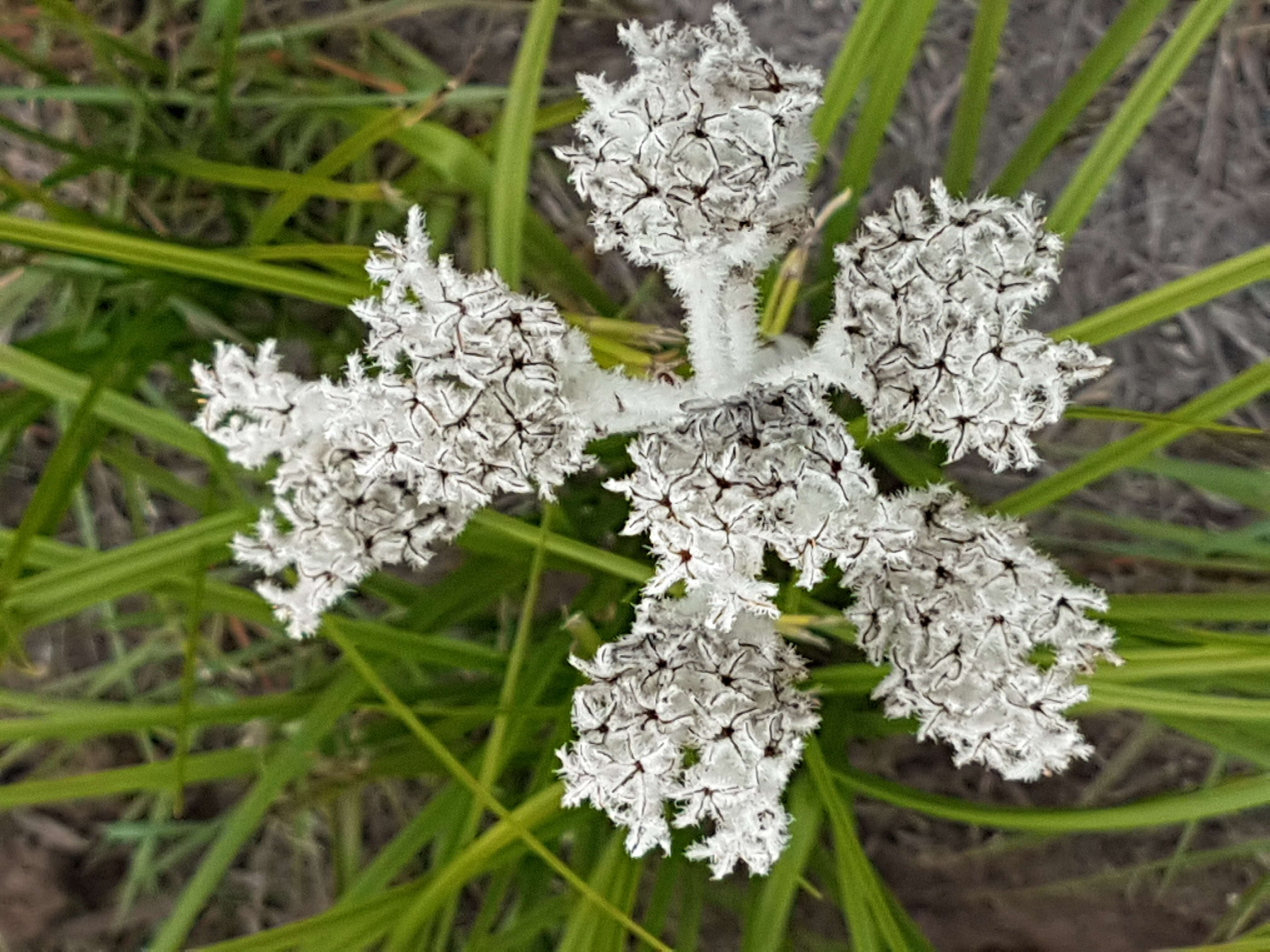 Image of Lanaria lanata (L.) T. Durand & Schinz