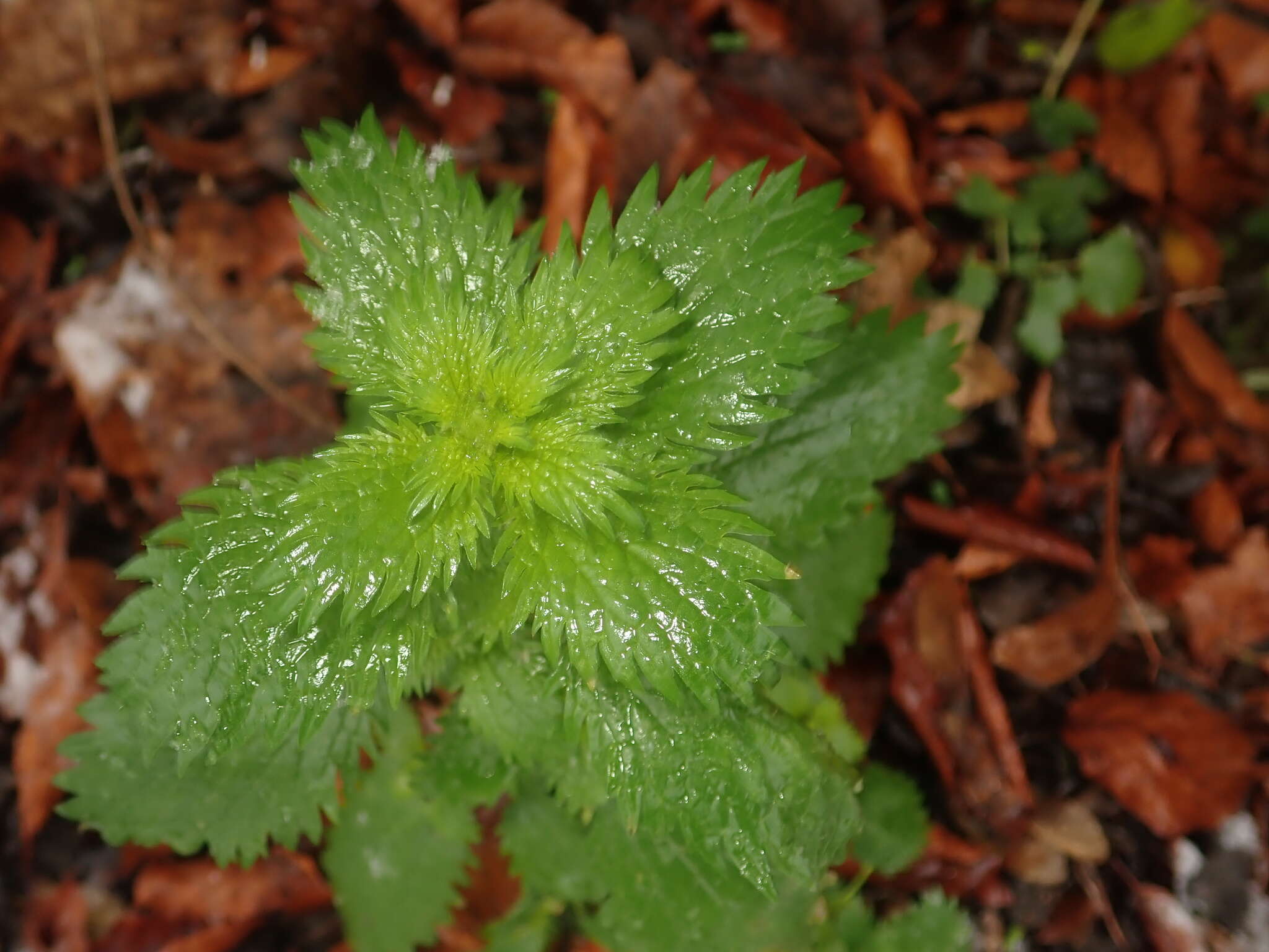 Image de petite ortie, ortie brûlante