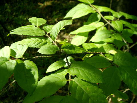 Image of Euonymus verrucosus Scop.