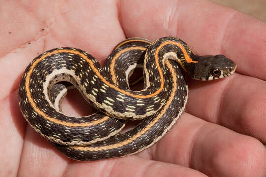 Image of Blackneck Garter Snake