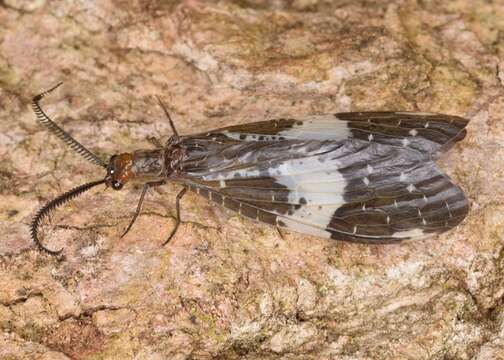 Sivun Nigronia fasciata (Walker 1853) kuva